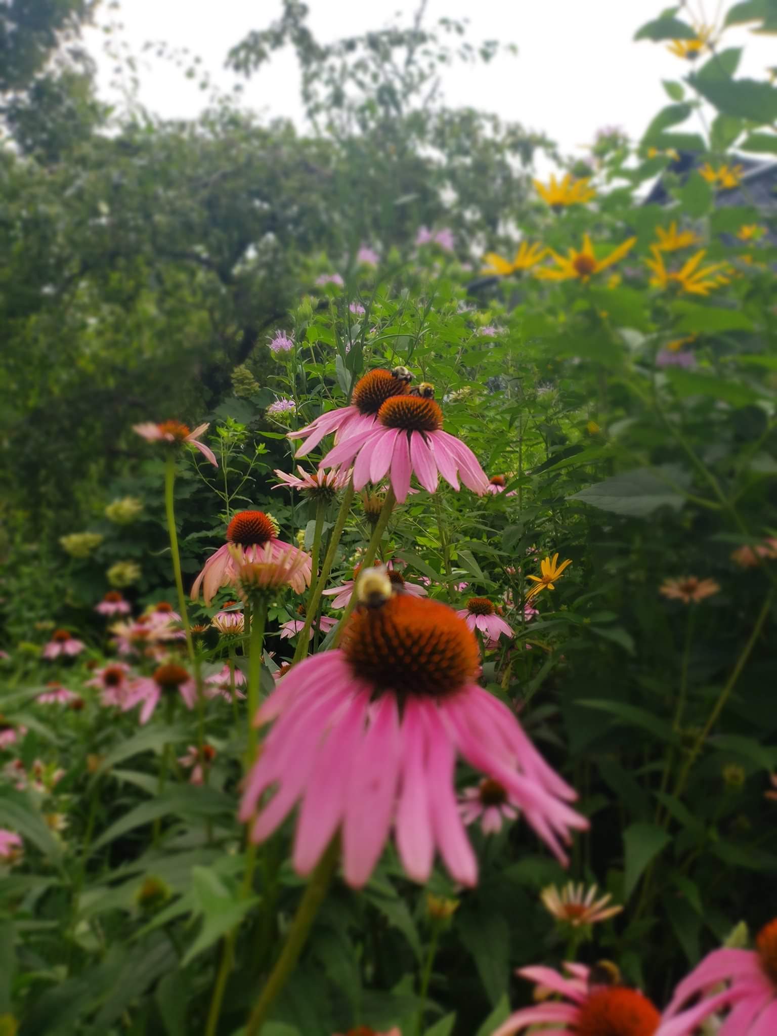 Picture of pink flowers growing