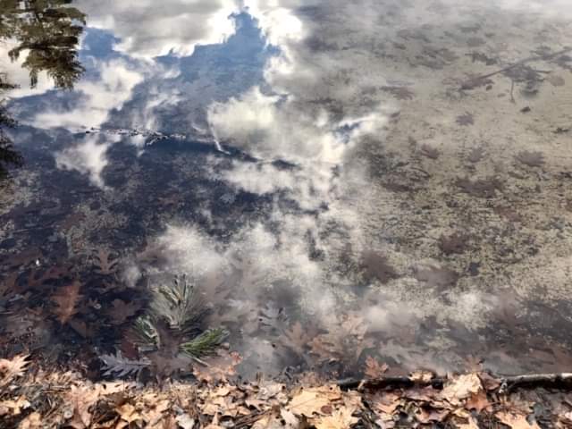 close shot of frozen lake at the edge with some dead brown leaves on the ground