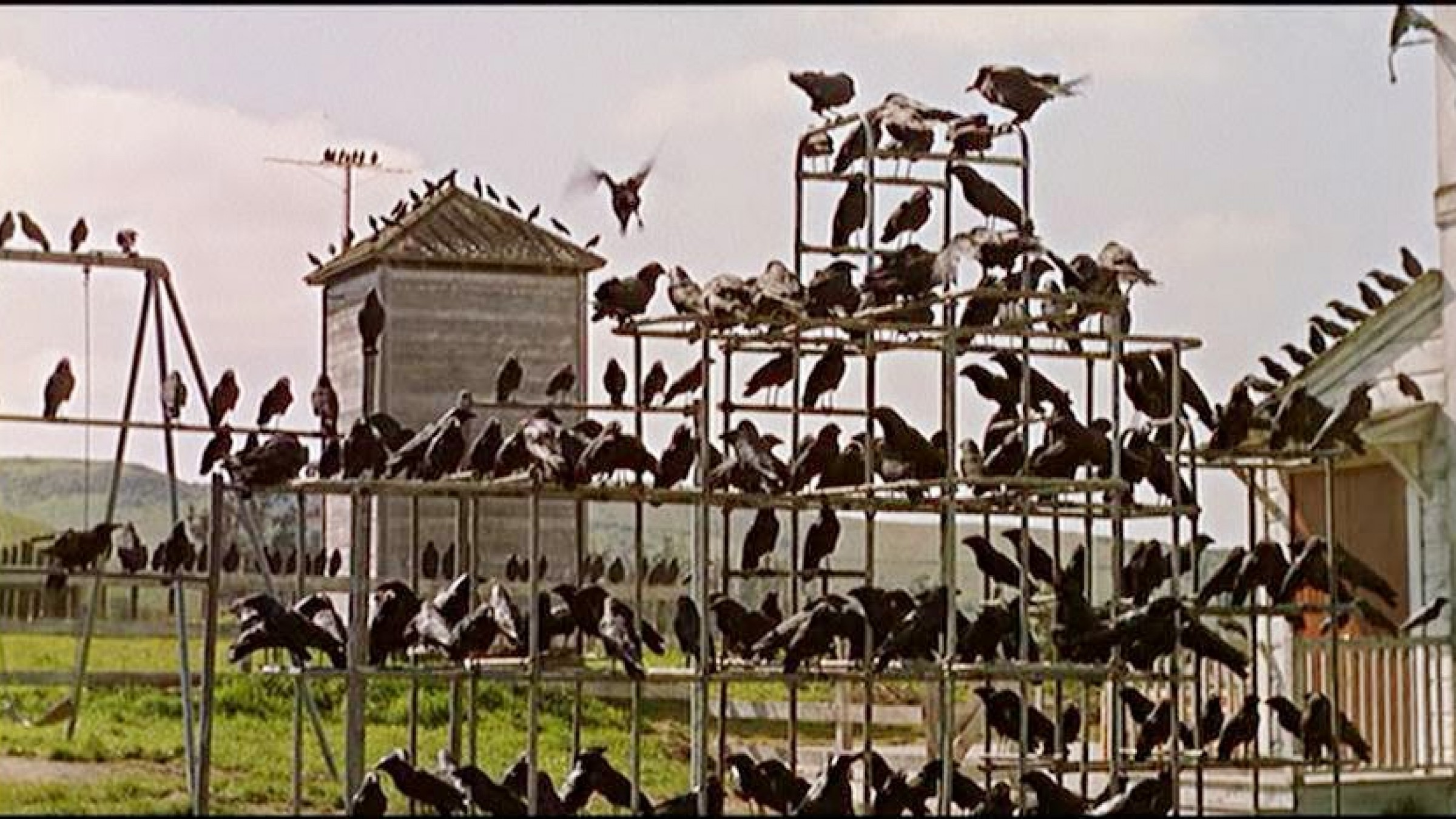 Go To The Birds 1963 Dir Alfred Hitchcock Boston Hassle