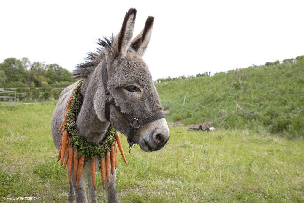 A donkey stands in a field with a ring of carrots around his neck.